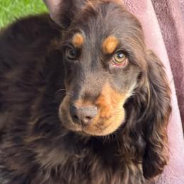 Sinclair - Liver and tan female English Cocker Spaniel puppy in Savannah, Georgia from Soultiecockers