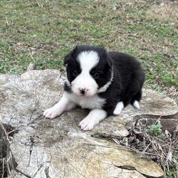 Girl 4 - Black and white female Border Collie puppy in Michie, Tennessee from Rivendell Border Collies