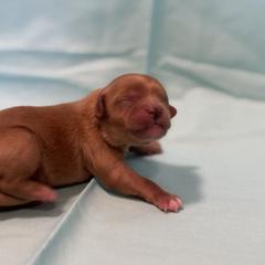 Cavachon Puppies from Cute, Colorado Cavachons