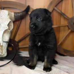 Retro - Black male German Shepherd puppy in Beech Grove, Arkansas from Ze Zadnich lesu