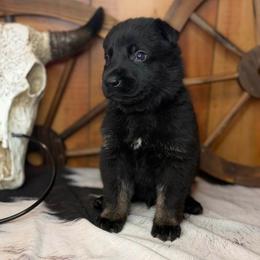 Retro - Black male German Shepherd puppy in Beech Grove, Arkansas from Ze Zadnich lesu