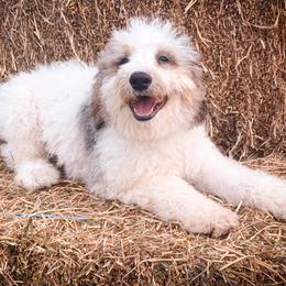 Boy 4 - Tri-color male Bernedoodle puppy in Montrose, Michigan from Livy’s Doodles