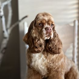 Hazel - Cocker Spaniel