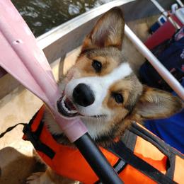 American Corgis and Pembroke Welsh Corgis from 3TGStockdogs