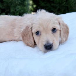 Mark - Red male Dachshund puppy in Richmond, Virginia from Irresistible Dachshunds & Cavaliers