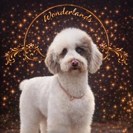 Moose - Sheepadoodle