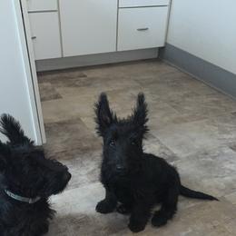 Milo - Brindle male Scottish Terrier puppy in Mancelona, Michigan from Stefany Farm of Happiness