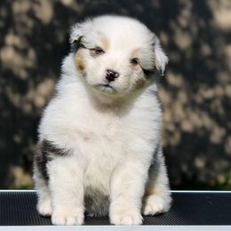 Australian Shepherd Puppies from RisingStar Australian Shepherds