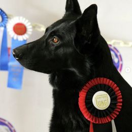 German Shepherds and Great Danes from Starr GSDs & Great Danes