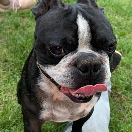 Boston Terriers and Yorkshire Terriers from Bennett Farm