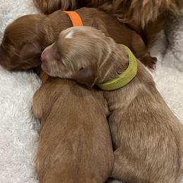Chartreuse collar boy - Apricot male Goldendoodle puppy in Fairfield, California from Twin Sisters Doodles