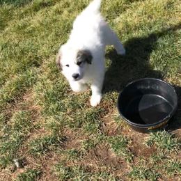 Great Pyrenees Puppies from Heritage Mountain Ranch