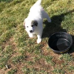 Great Pyrenees Puppies from Heritage Mountain Ranch