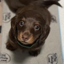 Dachshund Puppies from Devoted Doxies - DLL