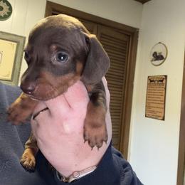 Wembley - Chocolate and tan male Dachshund puppy in Athens, Texas from County Road Puppies