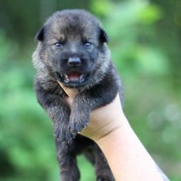 First choice - Sable male German Shepherd puppy in Lucasville, Ohio from Trusting Hearts Kennel
