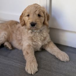 Max - Apricot male Labradoodle puppy in Vancouver, Washington from Vancouver Doodles Buddies