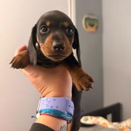 Koda - Black and tan male Dachshund puppy in Victorville, California from Wirz’s Weens
