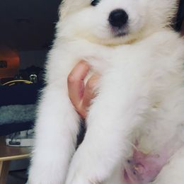 Samoyed Puppies from Hill Country Samoyeds