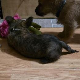 Bullet aka Mr Gray - Red brindle male Cairn Terrier puppy in Savannah, Missouri from WoodSchott Cairn Terriers