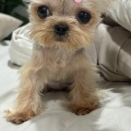 Bambi - Black and tan female Yorkshire Terrier puppy in Tempe, Arizona from Kissable baby face yorkies