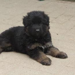 Tan Black Boy - Black and tan male German Shepherd puppy in Fenton, Michigan from Home Base Shepherd