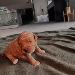 Green collar boy - Red  male Goldendoodle puppy in Fort Myers, Florida from Gandystailsofjoy