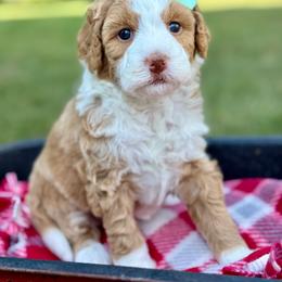 Mint - Red female Bernedoodle puppy in Hesperia, Michigan from Red Acres Poodles & Doodles