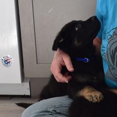 German Shepherd Puppies from BK German Shepherds