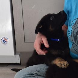 German Shepherd Puppies from BK German Shepherds