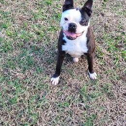 Moses - Boston Terrier