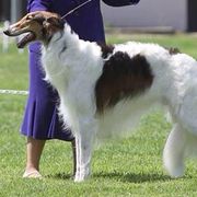 Borzoi and Silken Windhound All Grown Up from Gwen Little's Borzois and Silken Windhounds