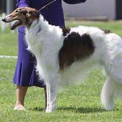 Borzoi and Silken Windhound All Grown Up from Gwen Little's Borzois and Silken Windhounds