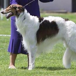 Borzoi and Silken Windhound All Grown Up from Gwen Little's Borzois and Silken Windhounds
