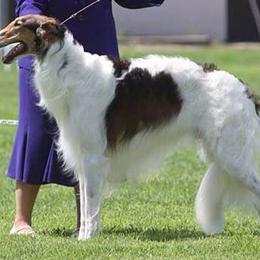 Borzoi and Silken Windhound All Grown Up from Gwen Little's Borzois and Silken Windhounds