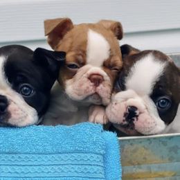 Boston Terriers, Goldendoodles, and Labradoodles from Legacy Bostons and Goldendoodles