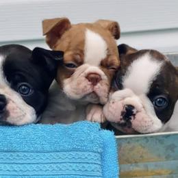 Boston Terriers, Goldendoodles, and Labradoodles from Legacy Bostons and Goldendoodles