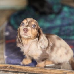 Boy 1 - Dapple male Dachshund puppy in Ethel, Washington from Mickey's Miracle Doxies
