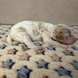 North - Parti male Poodle puppy in Stilwell, Oklahoma from LR&R Dog Co.