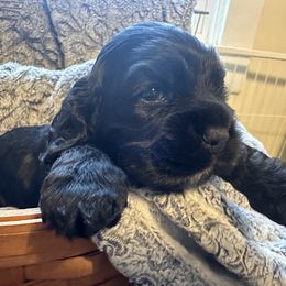 Cocker Spaniel Puppies from Abundance of Joy LLC