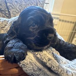 Cocker Spaniel Puppies from Abundance of Joy LLC