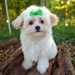Companion Cross, Havanese, Mal-Shi, Maltese, Maltipoo, Morkie, and Shih Tzu Puppies from Seeking Shalom Acres Maltese, Maltipoos & Havamalts