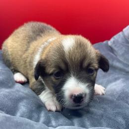 Red boy - Red male Pembroke Welsh Corgi puppy in Adairsville, Georgia from R&R Corgis