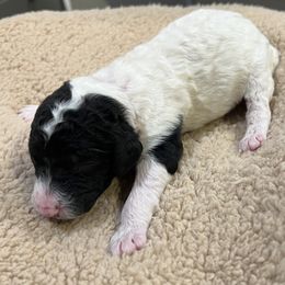Pink collar girl - female Newfypoo puppy in Fairfield, California from Twin Sisters Doodles