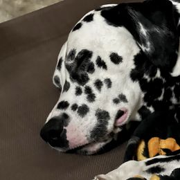 Dalmatian Puppies from Hallmark Dalmatians;