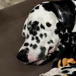 Dalmatian Puppies from Hallmark Dalmatians;