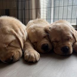 Girl 1 - Yellow female Labrador Retriever puppy in Montville, New Jersey from Otter Labradors