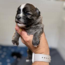 Yellow Collar (Yoshi) - Gold sable male Havanese puppy in Silverton, Oregon from PNW Havanese