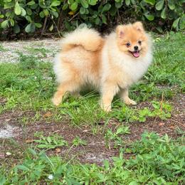 Honey - Orange female Pomeranian puppy in Florida from Puppies Forever 💙❤️🐶