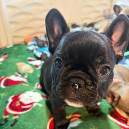 Roman - Brindle and white male French Bulldog puppy in Neenah, Wisconsin from Mimosa Acres French Bulldogs LLC